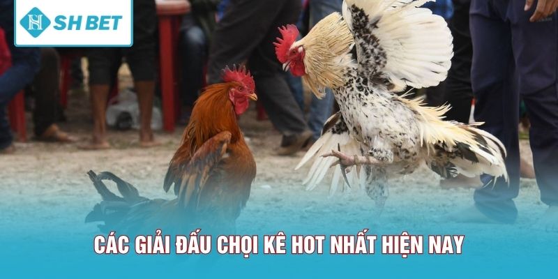 Các giải đấu chọi kê hot nhất hiện nay