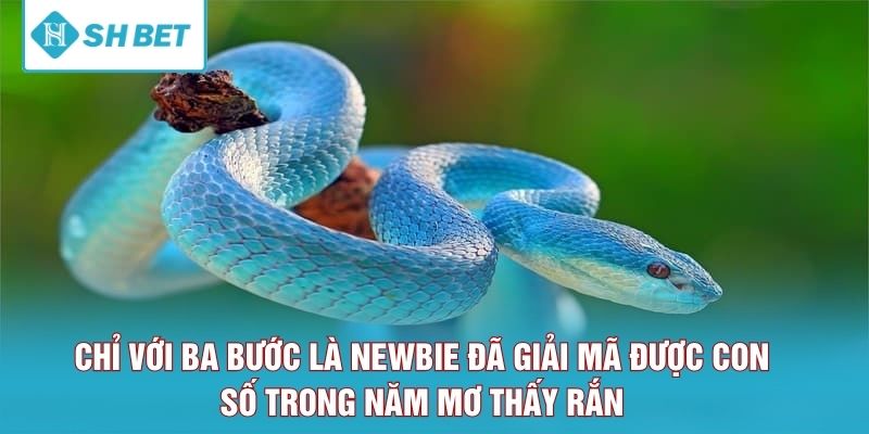 Chỉ với ba bước là newbie đã giải mã được con số trong năm mơ thấy rắn