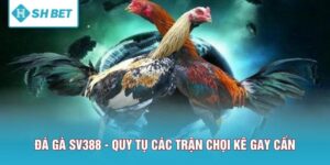 Đá Gà SV388 - Nơi Quy Tụ Các Trận Chọi Kê Gay Cấn Nhất