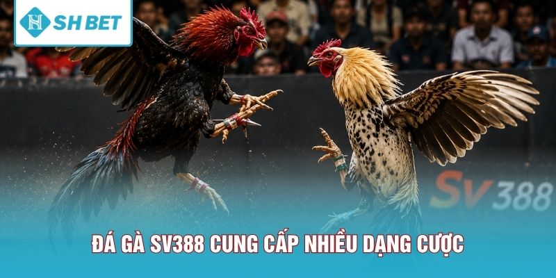 Đá gà SV388 cung cấp nhiều dạng cược
