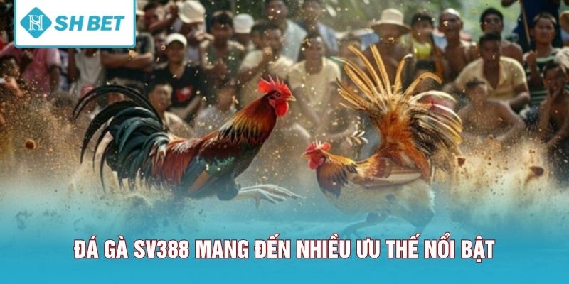 Đá gà SV388 mang đến nhiều ưu thế nổi bật
