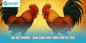 Đá Gà Thomo SHBET - Sân Chơi Hấp Dẫn Nhất 2026 Cho Kê Thủ