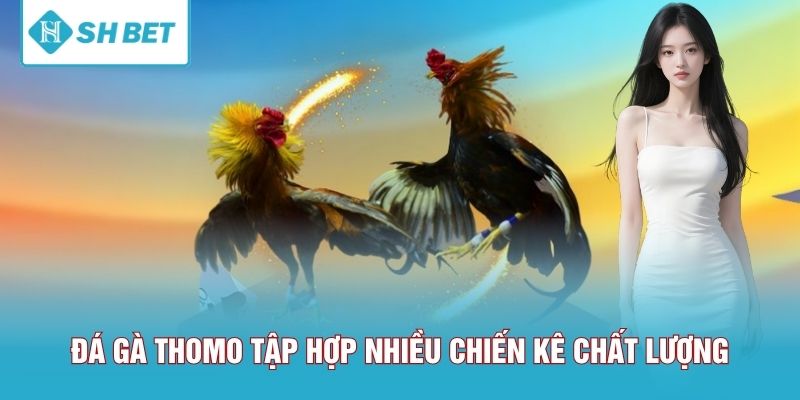 Đá gà Thomo tập hợp nhiều chiến kê chất lượng