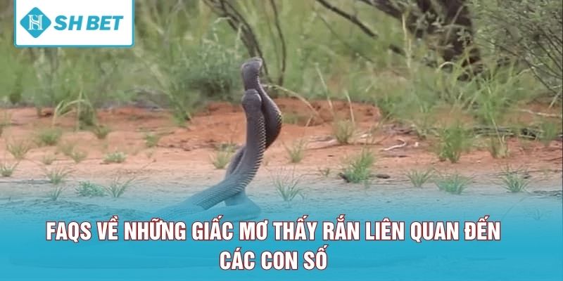 FAQS về những giấc mơ thấy rắn liên quan đến các con số