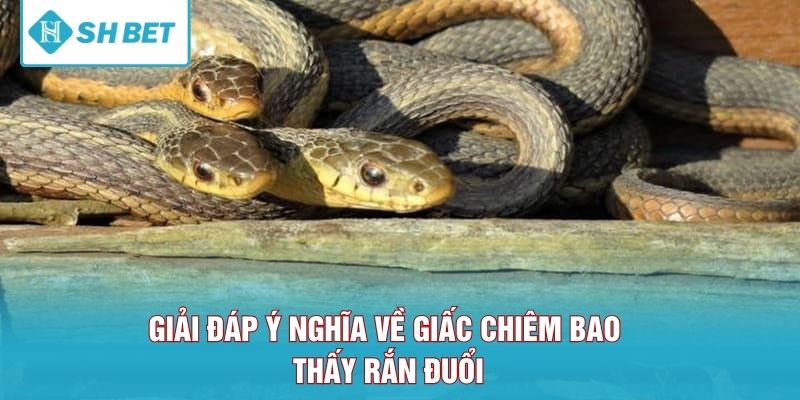 Giải đáp ý nghĩa về giấc chiêm bao thấy rắn đuổi