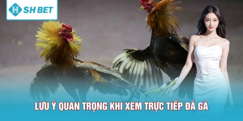 Lưu ý quan trọng cho người xem trực tiếp đá gà