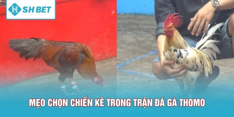 Mẹo chọn chiến kê tiềm năng trong trận đá gà Thomo