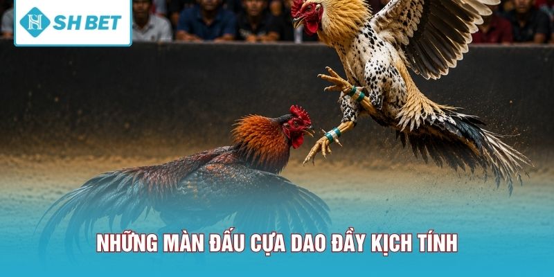 Những màn đấu cựa dao đầy kịch tính