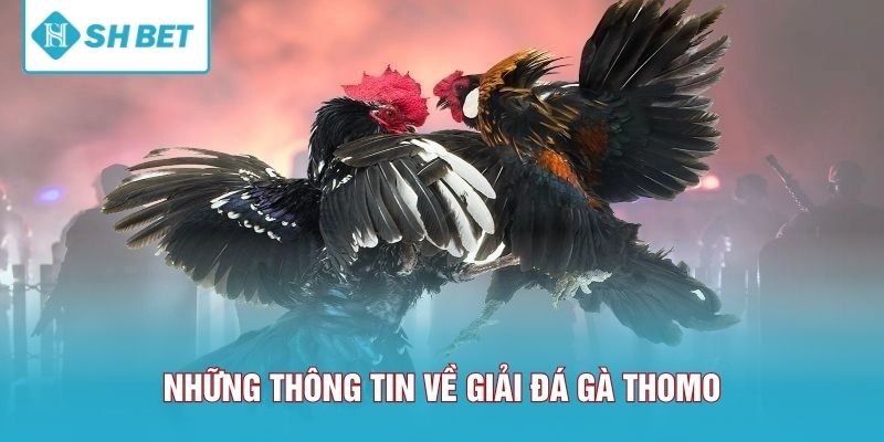 Những thông tin chính về giải đá gà Thomo