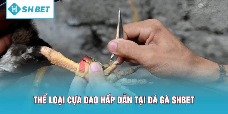 Thể loại cựa dao hấp dẫn tại đá gà SHBET