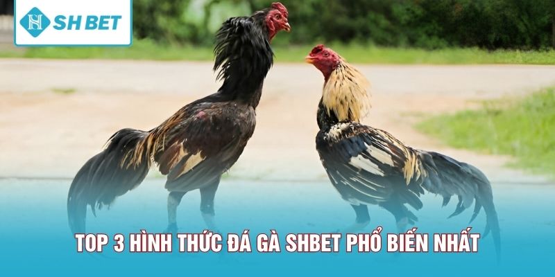 Top 3 hình thức đá gà SHBET phổ biến nhất