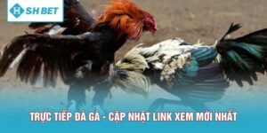 Trực Tiếp Đá Gà Hôm Nay - Cập Nhật Link Xem Mới Nhất 24/7
